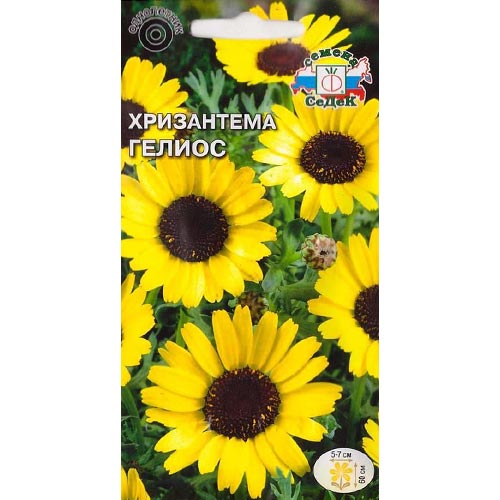 Хризантема Гелиос, семена изображение 1 артикул 93994