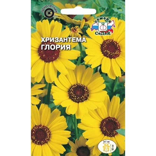 Хризантема Глория, семена изображение 1 артикул 93995