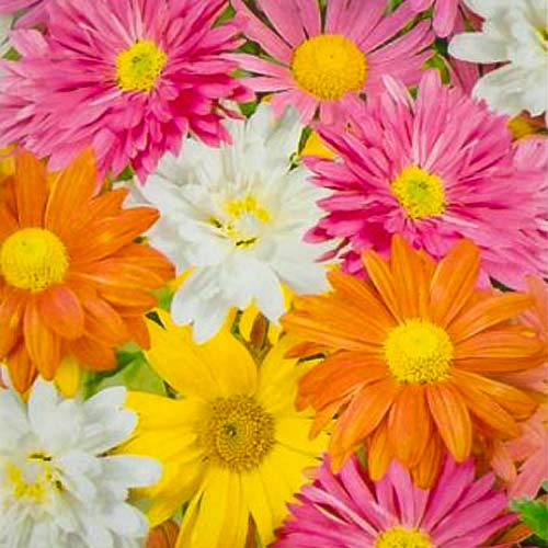 Хризантема индийская Осенний букет, смесь окрасок изображение 1 артикул 66147