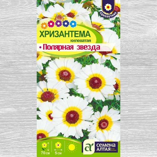 Хризантема килеватая Полярная звезда изображение 1 артикул 78178