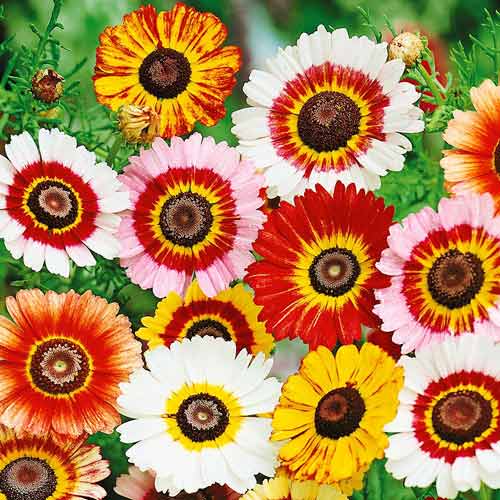 Хризантема килеватая Радуга изображение 1 артикул 74281