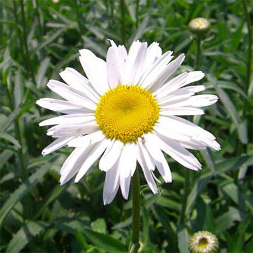 Хризантема максимум изображение 1 артикул 01419