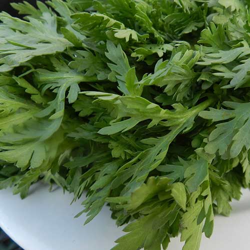 Хризантема овощная Дебют Седек изображение 1 артикул 84932