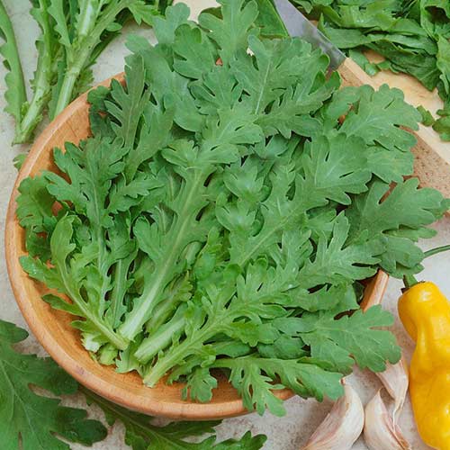 Хризантема овощная Жозефина изображение 1 артикул 84933