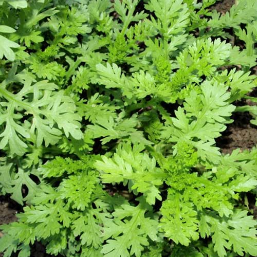 Хризантема овощная Узорчатая Седек изображение 1 артикул 84934