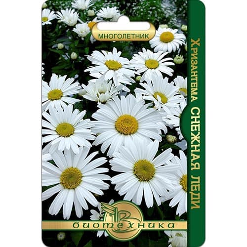 Хризантема Снежная леди, семена изображение 1 артикул 91608