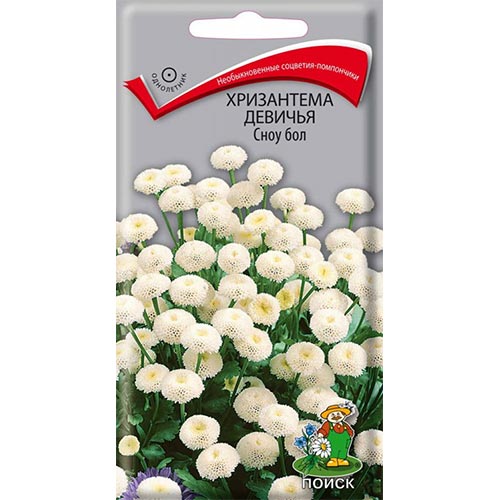 Хризантема Сноу бол, семена изображение 1 артикул 93143
