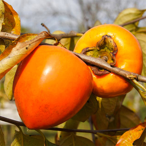 Хурма Бычье сердце изображение 1 артикул 7917