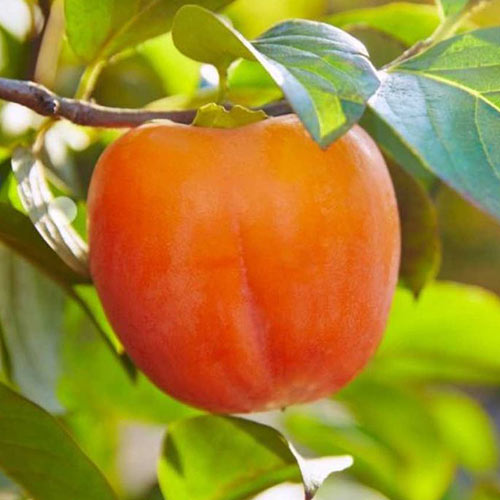 Хурма Королек изображение 1 артикул 7453