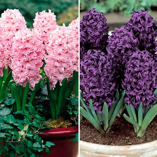 Суперпредложение! Гиацинты махровые из 2-х окрасок изображение 1 артикул 4331