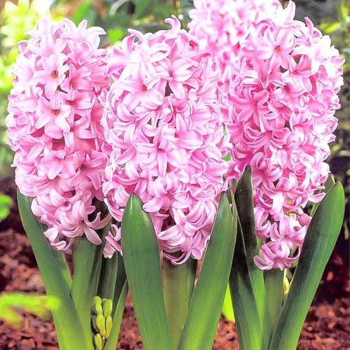 Гиацинт Розетта изображение 1 артикул 67363