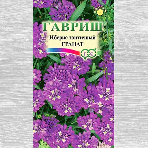 Иберис Гранат Гавриш артикул фото 1 Иберис Гранат Гавриш изображение 1 артикул 82378