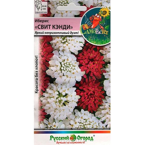 Иберис Свит Кэнди, смесь окрасок изображение 1 артикул 92512