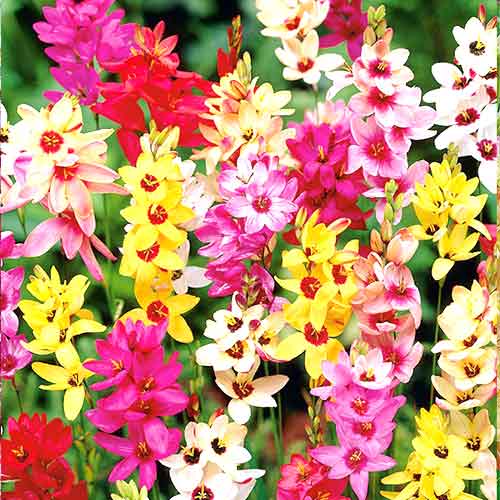 Иксия, микс изображение 1 артикул 76295