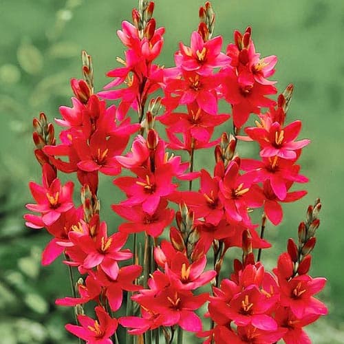 Иксия Венус изображение 1 артикул 76297