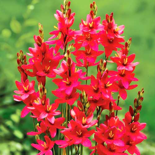 Иксия Венус, смесь изображение 1 артикул 68283