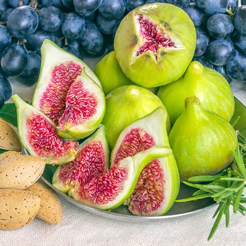 Инжир Далматский артикул фото 1 Инжир Далматский изображение 1 артикул 4199