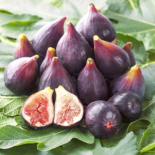 Инжир Финиковый изображение 1 артикул 4201