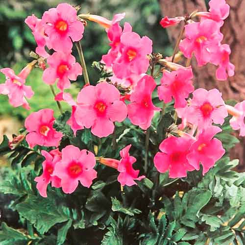 Инкарвиллея Делавея Пинк изображение 1 артикул 76280