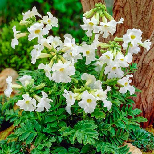 Инкарвиллея Делавея Вайт артикул фото 1 Инкарвиллея Делавея Вайт изображение 1 артикул 76281