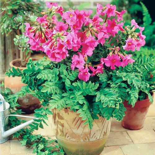 Инкарвиллея Делавея изображение 1 артикул 76462