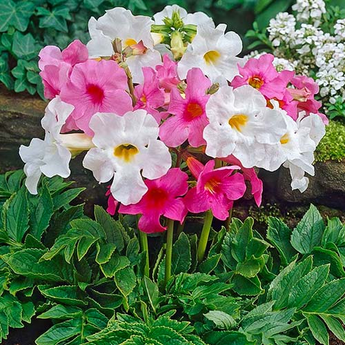 Инкарвиллея Шерон F1,смесь окрасок изображение 1 артикул 81346