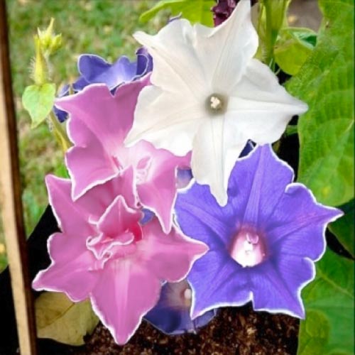 Ипомея Марципановые звезды, смесь окрасок изображение 1 артикул 66072