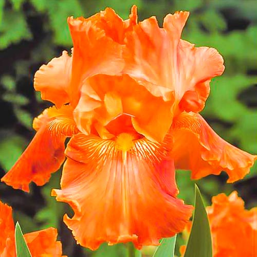 Ирис бородатый (германский) Оранж изображение 1 артикул 67376