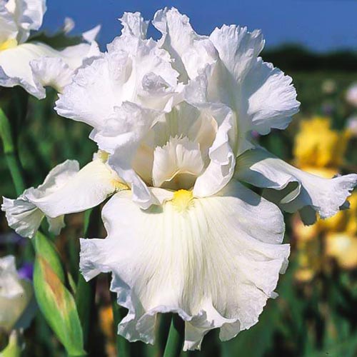 Ирис бородатый (германский) Уайт изображение 1 артикул 67379