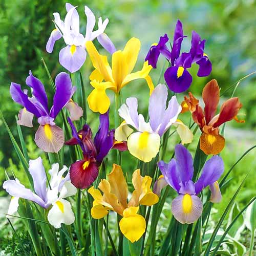 Ирис голландский, микс изображение 1 артикул 67603