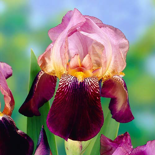 Ирис германский Амбассадор изображение 1 артикул 76105