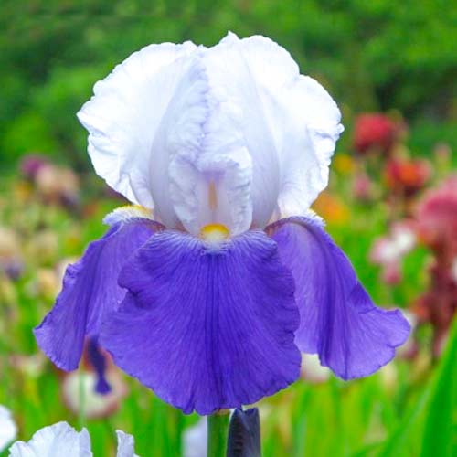 Ирис германский Арпеж изображение 1 артикул 70419