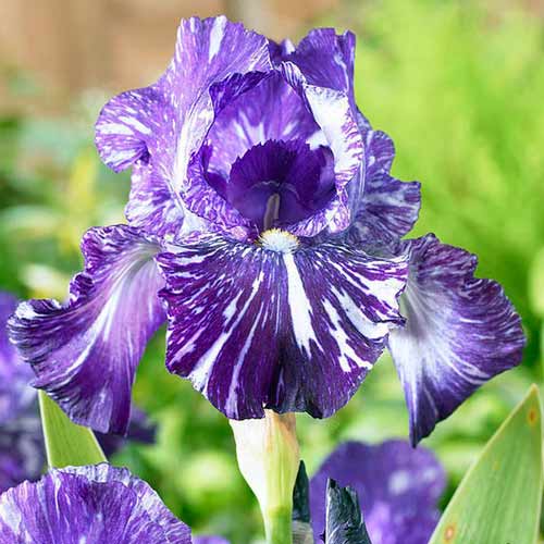 Ирис германский Батик изображение 1 артикул 76282