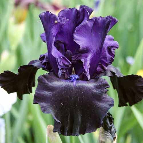 Ирис германский Блэк Дрэгон изображение 1 артикул 76283