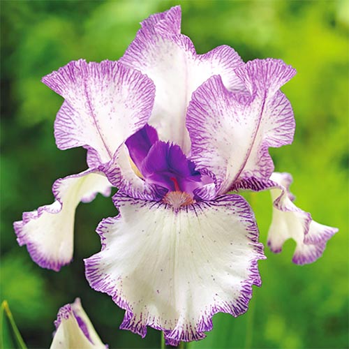 Ирис германский Блю Стаккато изображение 1 артикул 76284