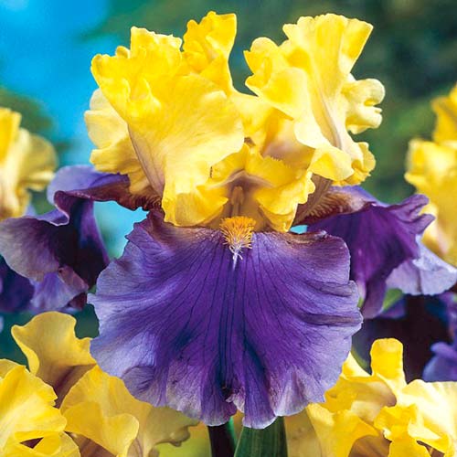 Ирис германский Эдит Волфорд изображение 1 артикул 76288