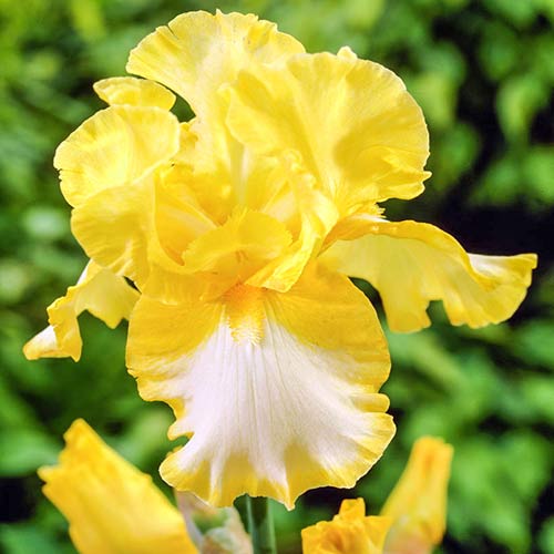 Ирис германский Фриндж оф Голд изображение 1 артикул 76533