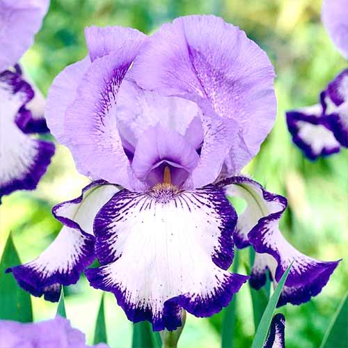 Ирис германский Он Эдж изображение 1 артикул 70223