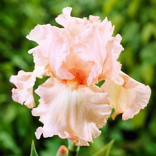 Ирис германский Парадайз изображение 1 артикул 76594