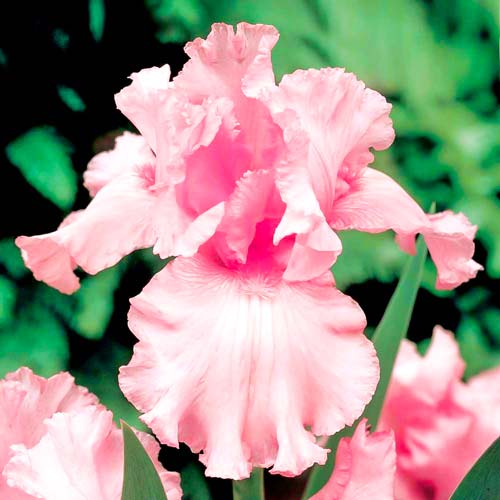 Ирис германский Пинк Тафетта изображение 1 артикул 76291