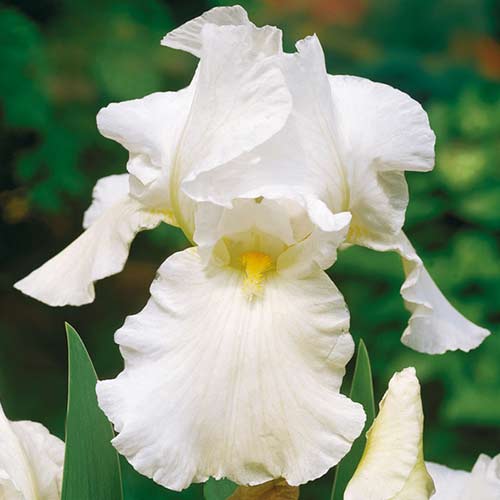 Ирис германский Скейтинг Пати артикул фото 1 Ирис германский Скейтинг Пати изображение 1 артикул 70272