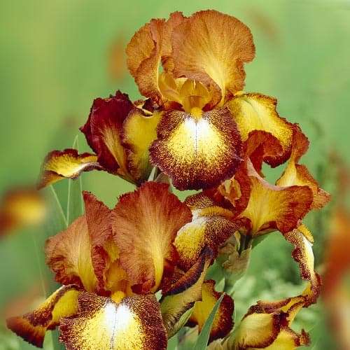 Ирис германский Споттед Йеллоу изображение 1 артикул 76595