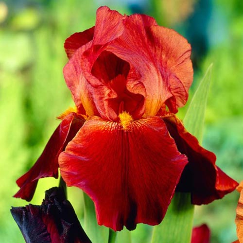 Ирис германский Султан Пэлас изображение 1 артикул 76292