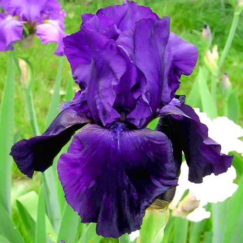 Ирис германский Тукседо артикул фото 1 Ирис германский Тукседо изображение 1 артикул 76293