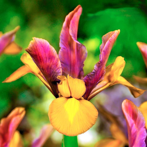 Ирис голландский Бронз/Пурпл артикул фото 1 Ирис голландский Бронз/Пурпл изображение 1 артикул 76228