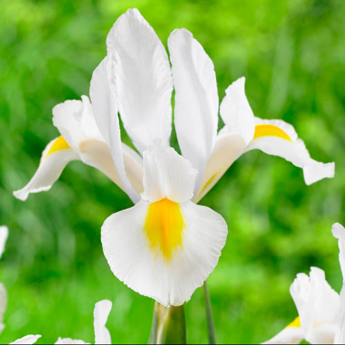 Ирис голландский Вайт изображение 1 артикул 76230
