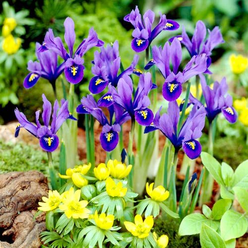 Ирис сетчатый Гармония артикул фото 1 Ирис сетчатый Гармония изображение 1 артикул 67381