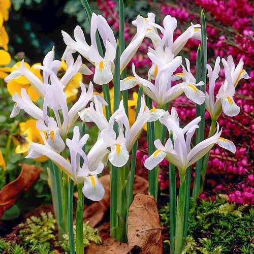 Ирис сетчатый Наташа изображение 1 артикул 70227