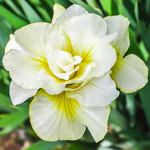 Ирис сибирский Дабл Плей изображение 1 артикул 70420