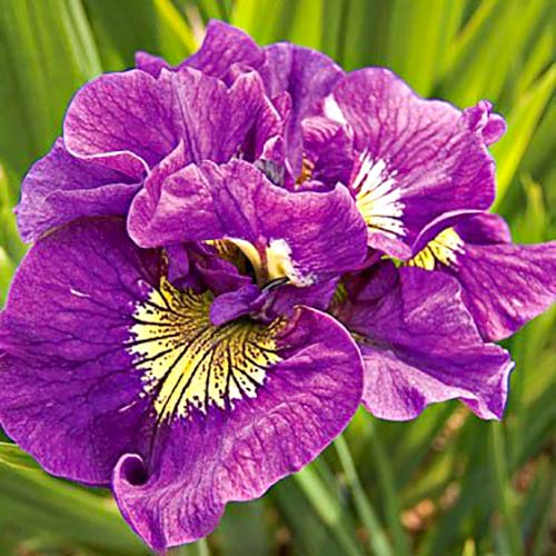 Ирис сибирский Дабл Стандарт изображение 1 артикул 76287